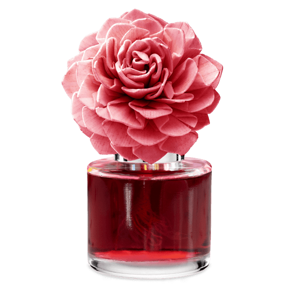 Pink Sunshine - Dahlia Darling Fragrance Flower