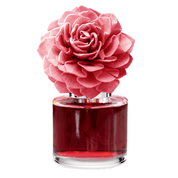 Pink Sunshine - Dahlia Darling Fragrance Flower