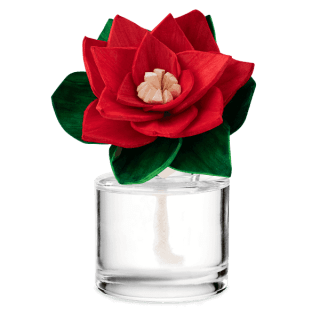 Red velvet poinsettia with cream-coloured stamens and dark green leaves in a clear glass vase filled with white wax, the Hearthside Holiday - Radiant Red Poinsettia Fragrance Flower