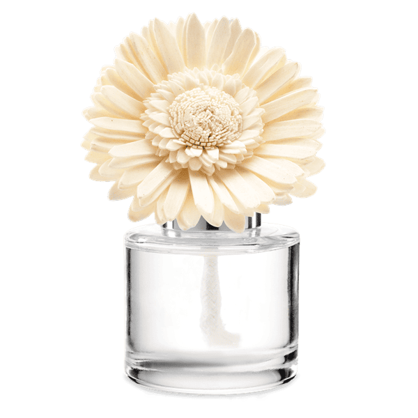 Dainty Daisy Fragrance Flower