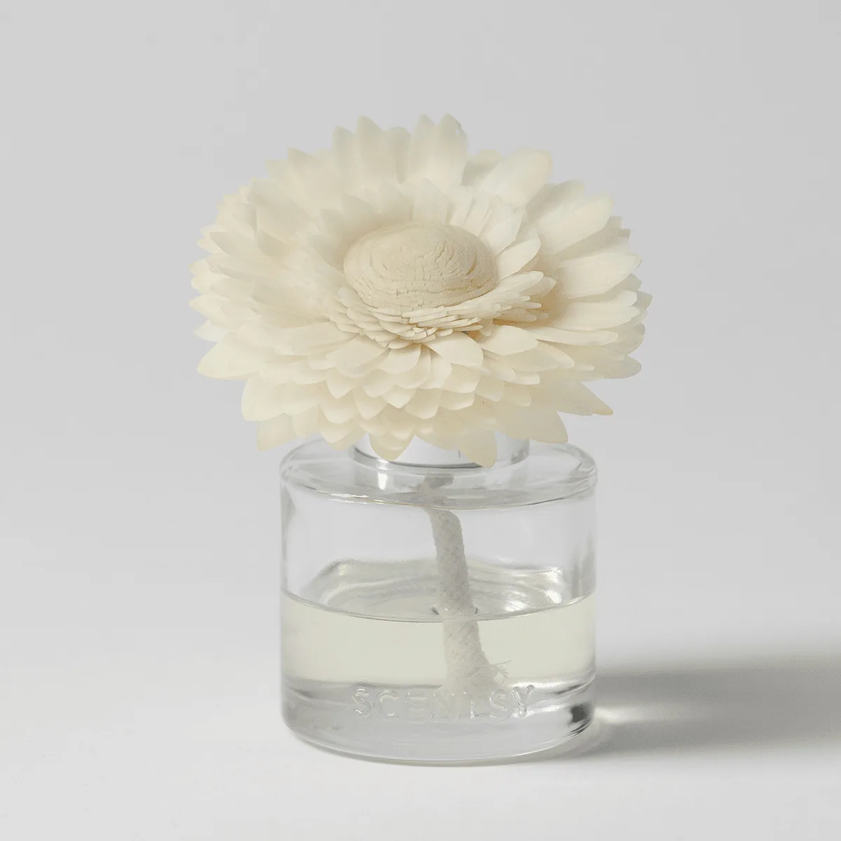 Cream-coloured layered gerbera daisy with textured petals in a clear glass vase filled with liquid, the Amazon Rain - Dainty Daisy Fragrance Flower