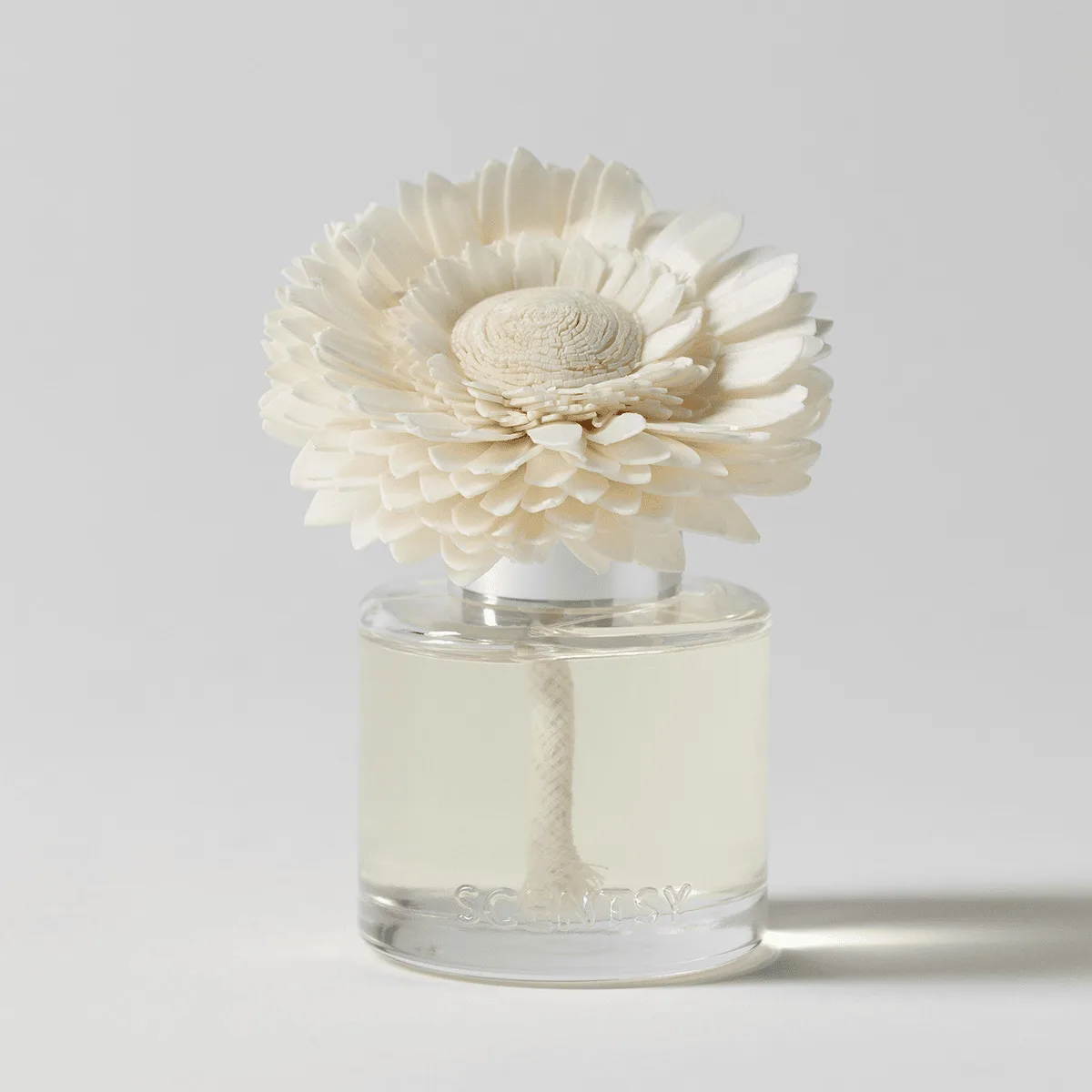 Cream-coloured daisy with layered petals and a textured centre, sitting in a glass vessel filled with pale liquid, the Amazon Rain - Dainty Daisy Fragrance Flower
