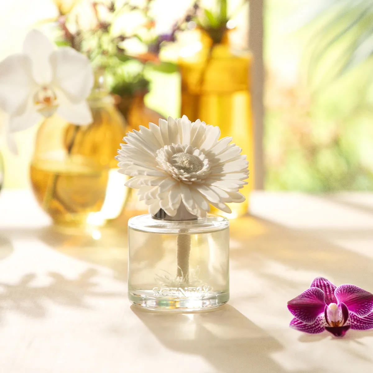 White daisy-shaped Fragrance Flower sitting in a clear glass vessel filled with liquid, the Amazon Rain - Dainty Daisy Fragrance Flower, displayed on a sunlit surface with yellow vessels and purple orchids in the background