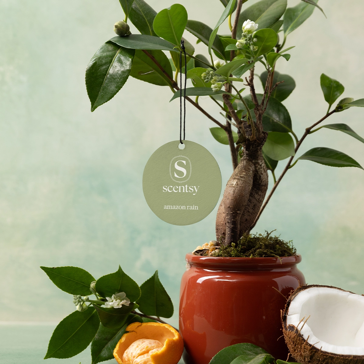 Sage-green circular scent tag hanging from black string above a miniature potted tree with brown trunk and green leaves, surrounded by fresh citrus fruit and coconut half, the Amazon Rain Scent Circle 3-pack
