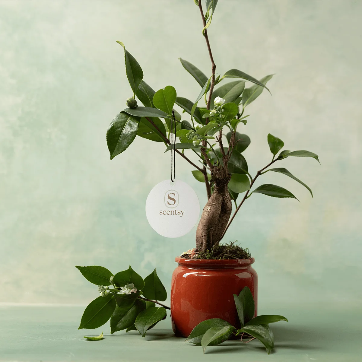 Bonsai tree with glossy green leaves and small white flowers in a red ceramic pot, with a white Scentsy Scent Circle tag hanging from a branch