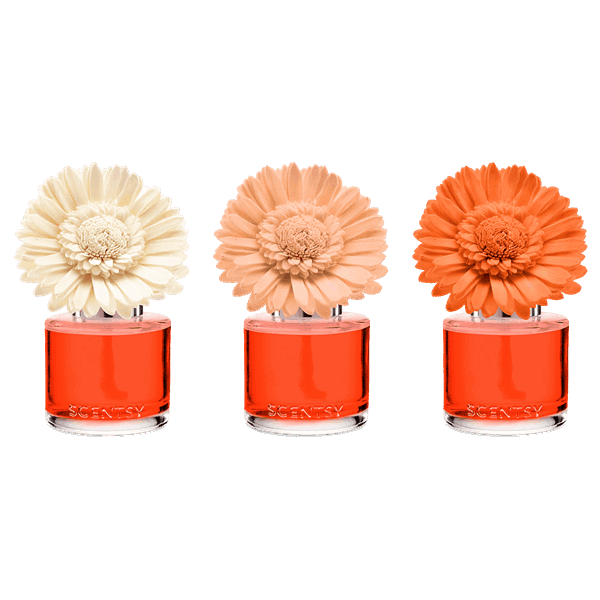 Sunset Cocktail - Dainty Daisy Fragrance Flower