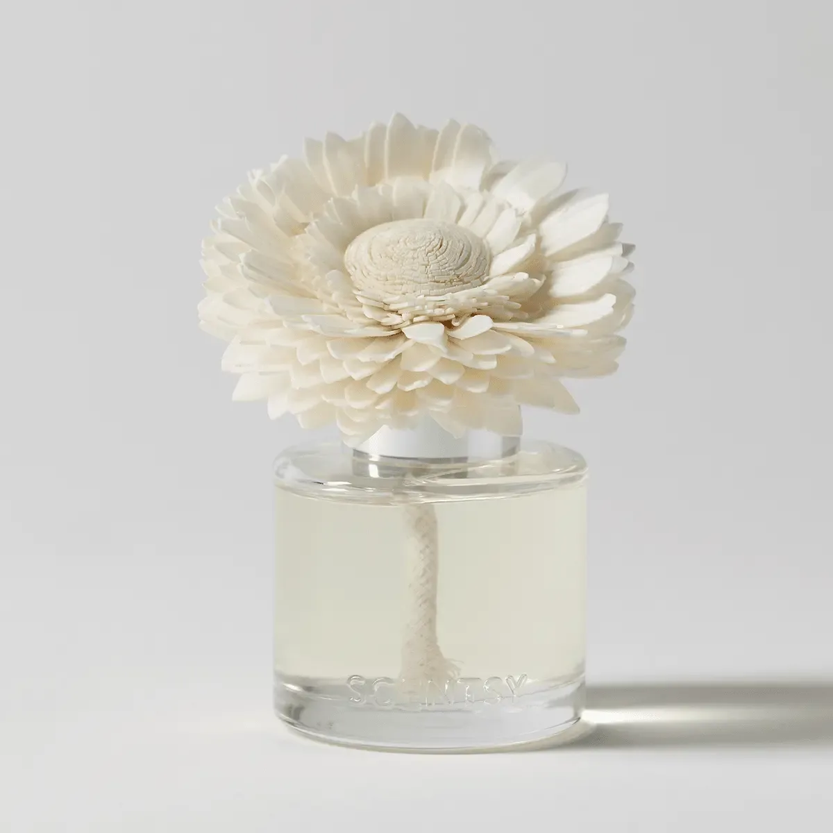 Cream layered daisy with textured centre sitting in clear glass vessel filled with pale yellow liquid, white ceramic collar, Scentsy branding visible on base.