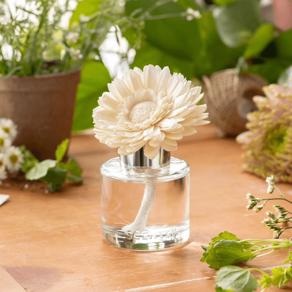 Aloe Water & Cucumber - Dainty Daisy Fragrance Flower - Image 3