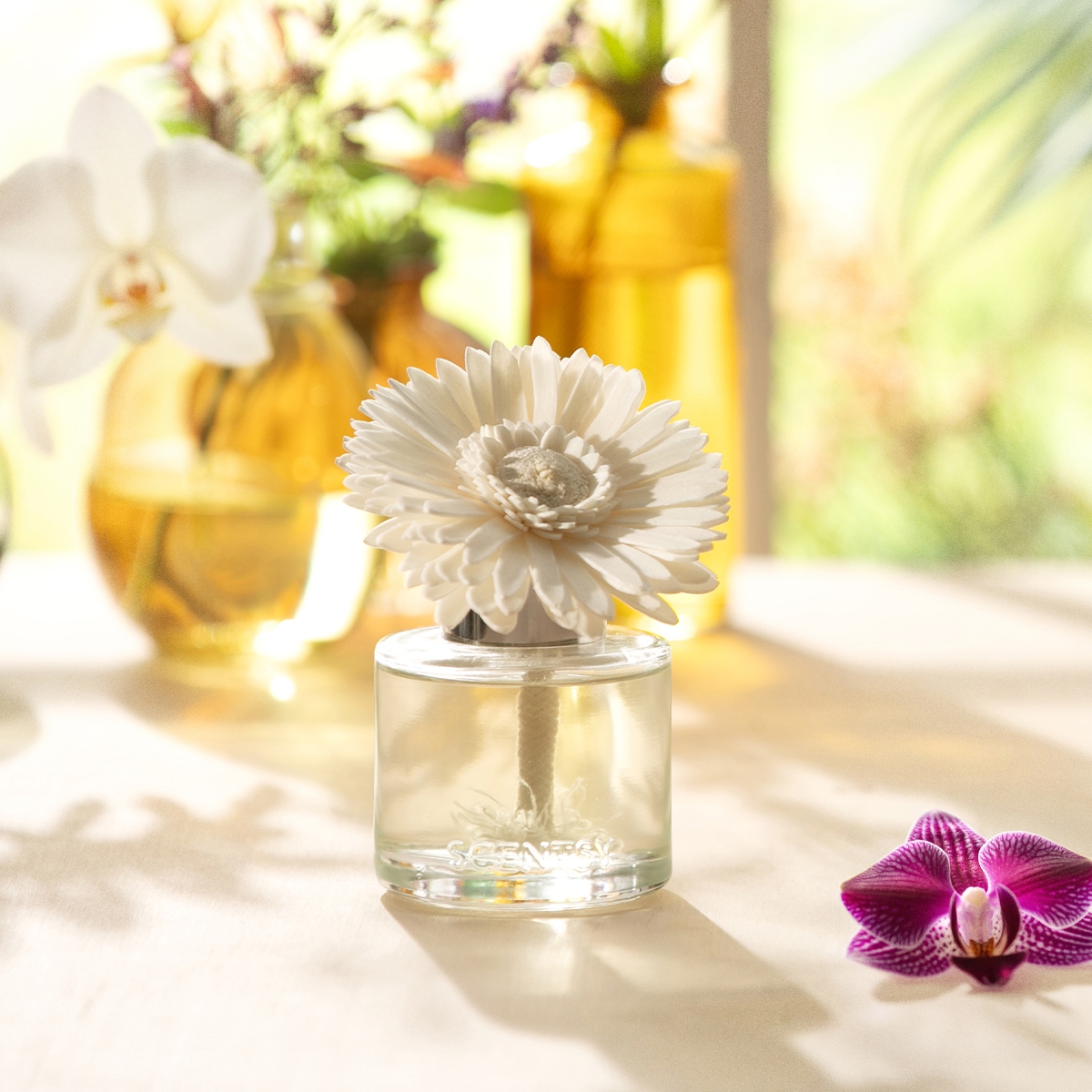 White daisy-shaped Fragrance Flower in a clear glass diffuser bottle, surrounded by fresh flowers and orchids in soft natural light, the Blackberry Dahlia - Dainty Daisy Fragrance Flower