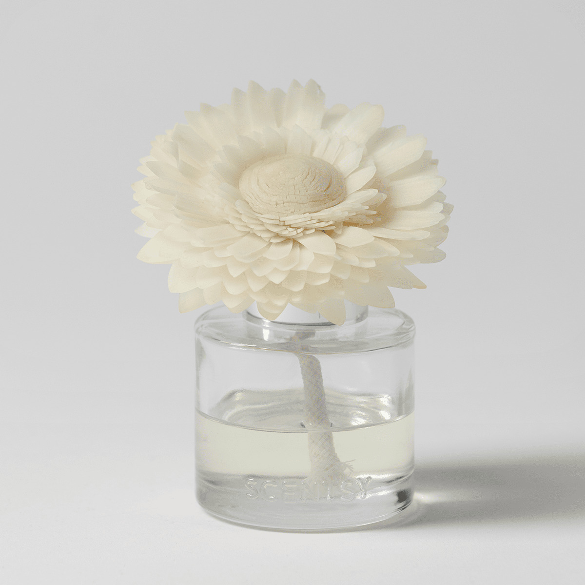Cream daisy-shaped Fragrance Flower with layered petals sitting in a clear glass vessel of pale liquid, the Applewood Incense Dainty Daisy Fragrance Flower